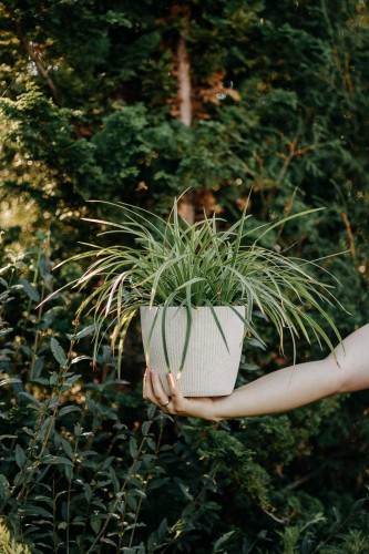 Kłosownica-leśna-Sadzonka-zielona-para-roślina-kwiat-2 — kopia.png