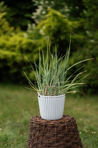 turzyca-prosowata-carex-panicea-pamira-zielonapara-sadzonka-duza-zdrowa-ozdobna-trawa