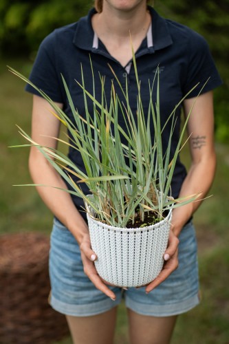 turzyca-prosowata-carex-panicea-pamira-zielonapara-sadzonka-duza-zdrowa-ozdobna-trawa