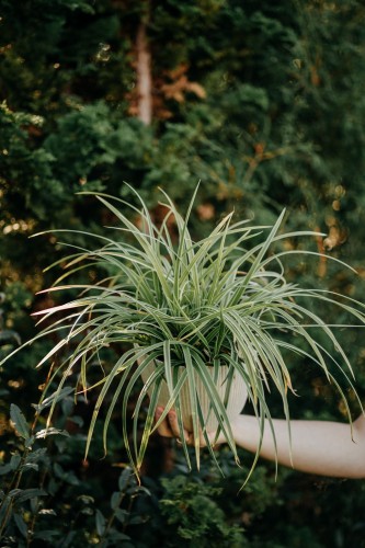 Turzyca Morrowa Irish Green