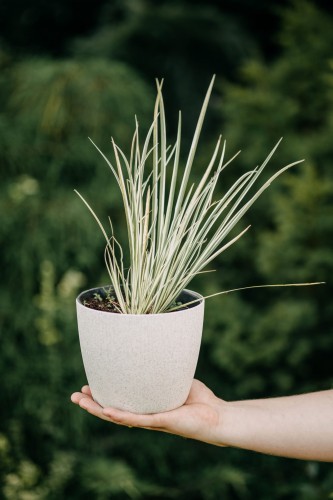 Turzyca-Albolineata -Carex-brunnea-sadzonka-zielona-para.jpg