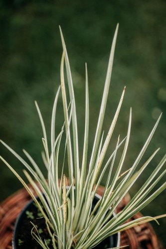 Turzyca-Albolineata -Carex-brunnea-sadzonka-zielona-para.jpg