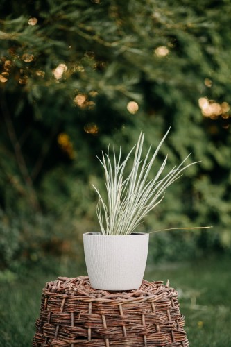 Turzyca-Albolineata -Carex-brunnea-sadzonka-zielona-para.jpg
