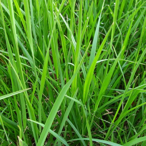 turowka-wonna-hierochloe-odorata-zubrowka-zielonapara-sadzonka-duza-zdrowa-aromatyczna-trawa