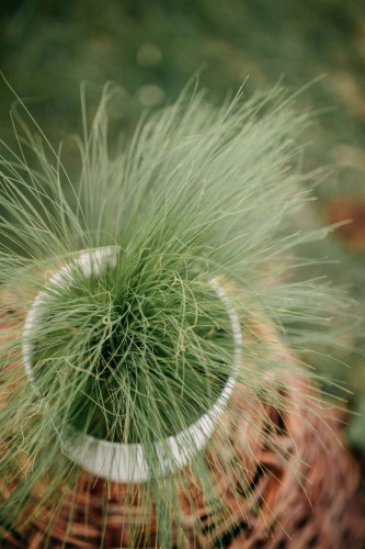 turzyca-wlosowa-carex-comans-frosted-curls-zielonapara-sadzonka-duza-zdrowa-srebrzysto-zielone-przewisajace-liscie