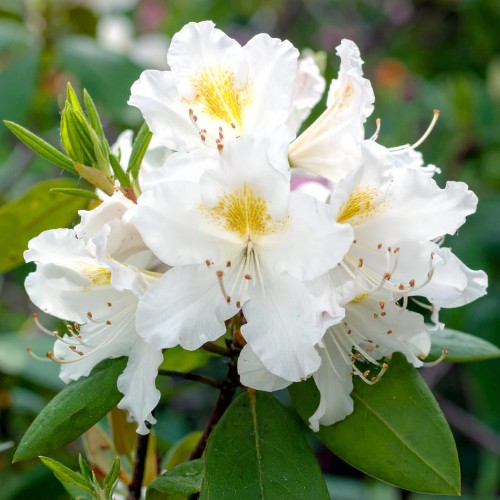 rozanecznik-rhododendron-catawbiense-madame-masson-zielonapara-sadzonka-duza-zdrowa-biale-kwiaty