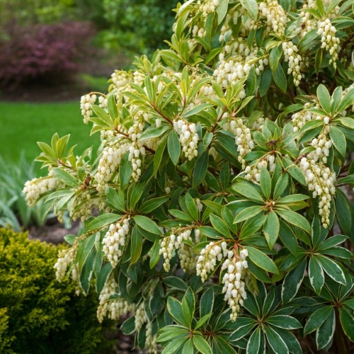 pieris-japonski-pieris-japonica-minor-zielonapara-sadzonka-duza-zdrowa-biale-kwiaty-zimozielony-krzew
