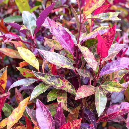 kiscien-wawrzynowy-rainbow-phormium-tenax-rainbow-sadzonka-zielona-para