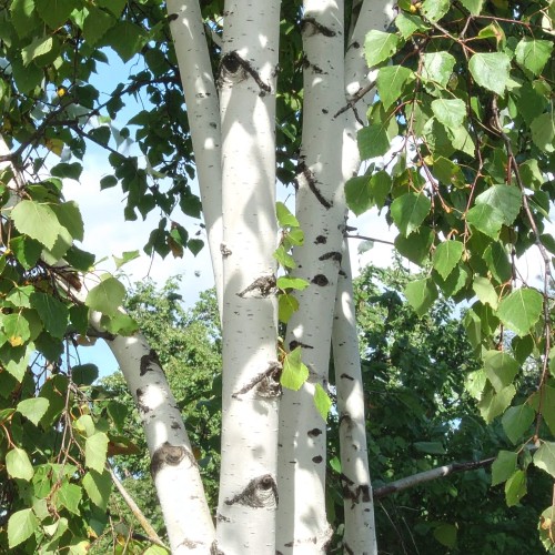 brzoza-pozyteczna-dorenbos-betula-utilis-zdrowa-duza-sadzonka-zielona-para.jpg
