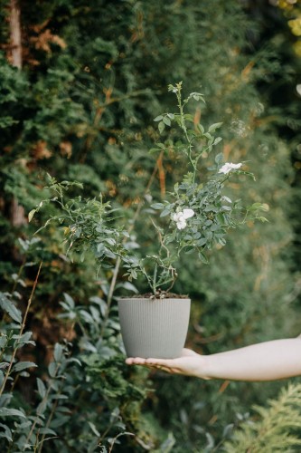 roza-pnaca-rosa-perennial-blush-zielonapara-sadzonka-duza-zdrowa-jasnorozowe-kwiaty