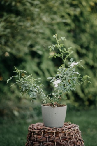 roza-pnaca-rosa-perennial-rosali-zielonapara-sadzonka-duza-zdrowa-rozowe-kwiaty