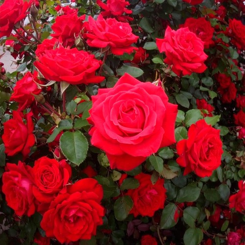 roza-okrywowa-pomaranczowa-rosa-zdrowa-duza-sadzonka-zielona-para-jpg