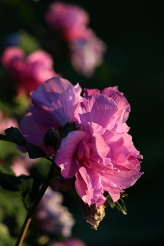 ketmia-Hibiscus-Hibiscus-zielonapara-zielona-para-sadzonka-0489.jpg