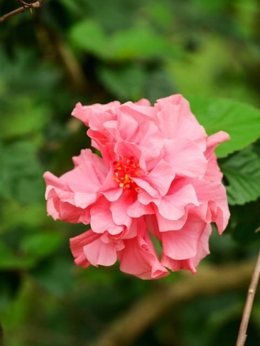 ketmia-Hibiscus-Hibiscus-zielonapara-zielona-para-sadzonka-0489.jpg