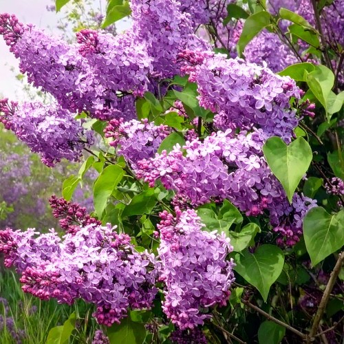 LilakPospolity-Syringa-vulgaris-Palibin-sadzonka-zielonapara