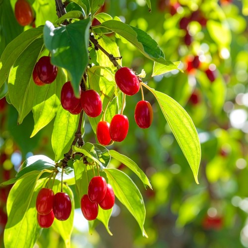 deren-jadalny-cornus-mas-zolte-wczesne-kwiaty-czerwone-jadalne-owoce-krzew-owocowy-sadzonka-sadzonki-zielona-para-zielonapara