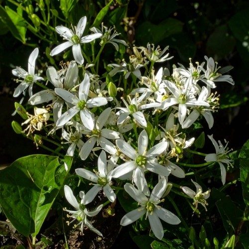 jaśmin-azjatycki-trachelospermum-asiaticum-sadzonka-300x132.jpg