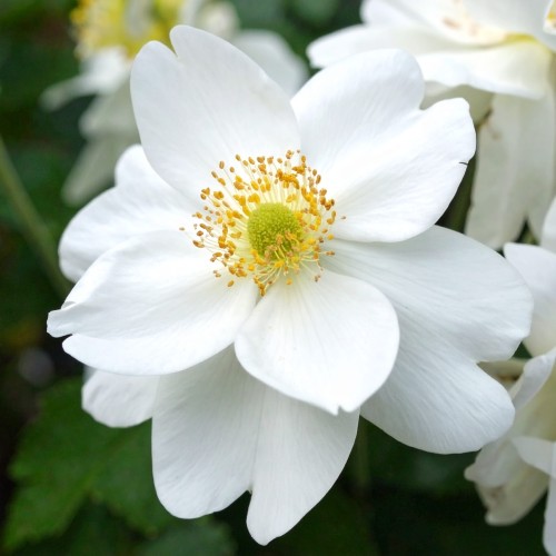 jasminowiec-wonny-philadelphus-coronarius-zielonapara-sadzonka-duza-zdrowa-biale-pachnace-kwiaty