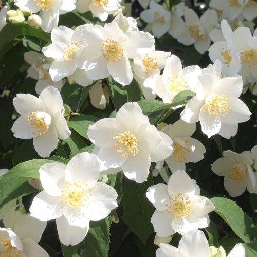 jasminowiec-wonny-philadelphus-coronarius-zielonapara-sadzonka-duza-zdrowa-biale-pachnace-kwiaty