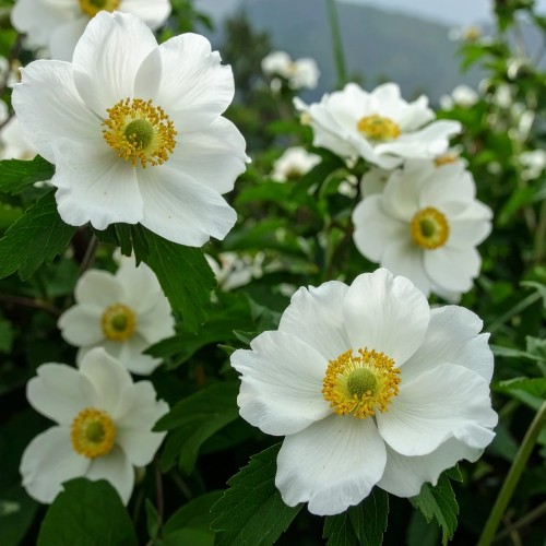 jasminowiec-wonny-philadelphus-coronarius-zielonapara-sadzonka-duza-zdrowa-biale-pachnace-kwiaty