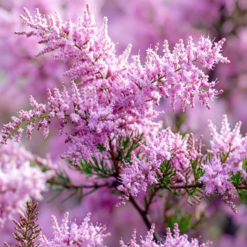 tamaryszek-drobnokwiatowy-tamarix-parviflora-zielonapara-sadzonka-duza-zdrowa-rozowe-kwiaty
