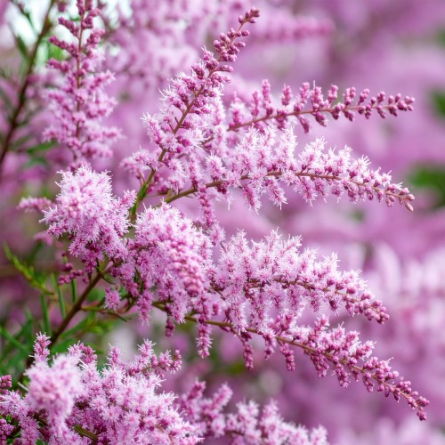 tamaryszek-drobnokwiatowy-tamarix-parviflora-zielonapara-sadzonka-duza-zdrowa-rozowe-kwiaty