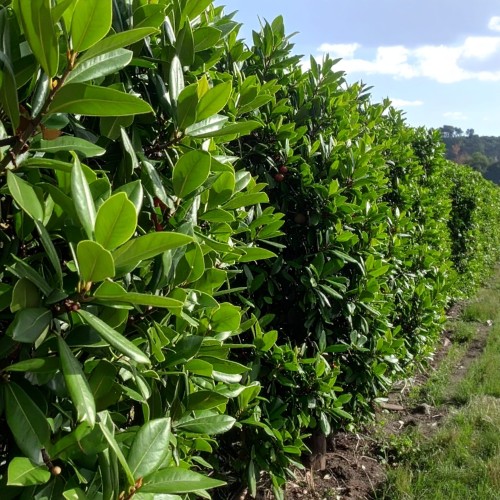 laurowisnia-wschodnia-prunus-laurocerasus-caucasica-zielonapara-sadzonka-duza-zdrowa-zimozielone-liscie-biale-kwiaty