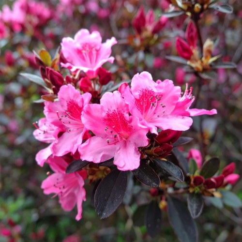 krzewuszka-weigela-florida-alexandra-zielonapara-sadzonka-duza-zdrowa-rozowe-kwiaty.jpg