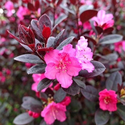 krzewuszka-weigela-florida-alexandra-zielonapara-sadzonka-duza-zdrowa-rozowe-kwiaty.jpg
