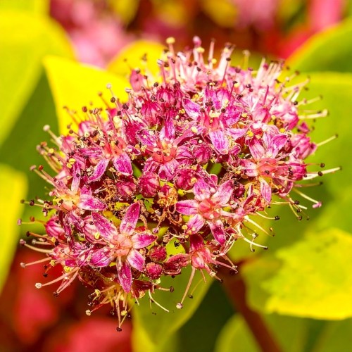 tawula-szara-spiraea-cinerea-candlelight-zielonapara-sadzonka-duza-zdrowa-z