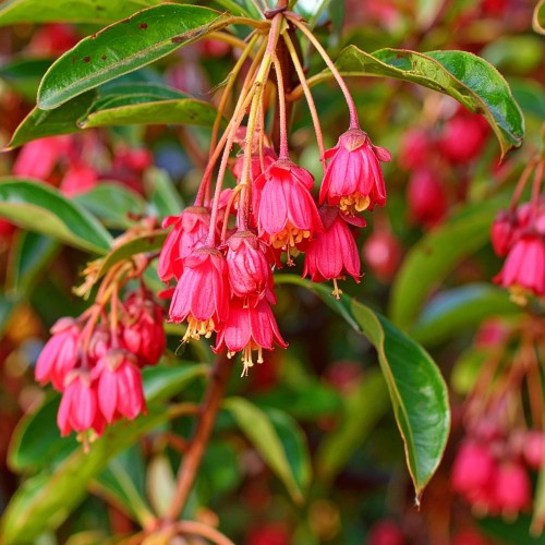 enkiant-dzwonkowaty-enkianthus-campanulatus-zielonapara-sadzonka-duza-zdrowa-czerwone-dzwonkowate-kwiaty