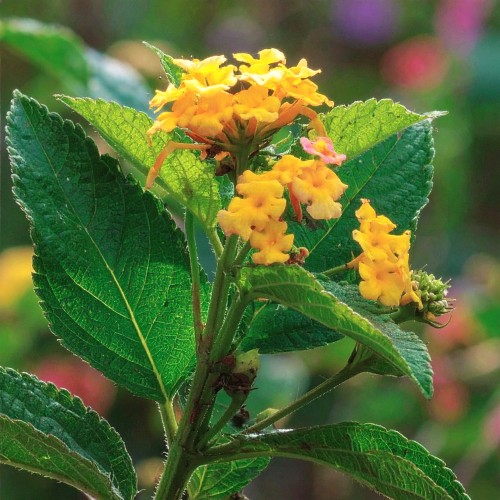 Zadrzewnia-bezogonkowa-Butterfly-Buddleja-davidii-Butterfly-Sadzonka-zielona-para-roślina-kwiat.png