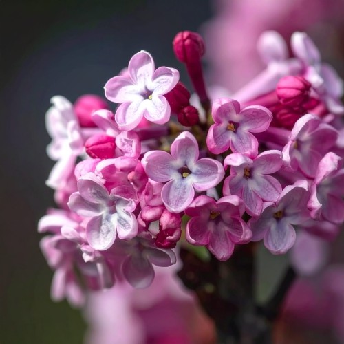kalina-wawrzynowata-viburnum-tinus-gwenllian-zielonapara-sadzonka-duza-zdrowa-bialo-rozowe-kwiaty
