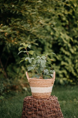 kalina-wawrzynowata-viburnum-tinus-gwenllian-zielonapara-sadzonka-duza-zdrowa-bialo-rozowe-kwiaty