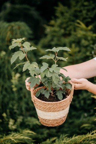 kalina-wawrzynowata-viburnum-tinus-gwenllian-zielonapara-sadzonka-duza-zdrowa-bialo-rozowe-kwiaty