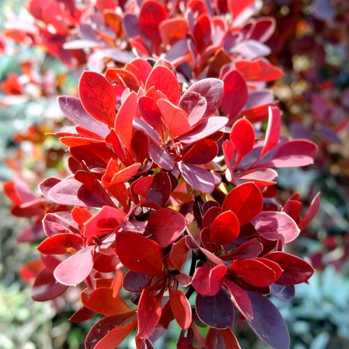 berberys-Thunberga-bordowo-czerwony-Berberis-thunbergii-bordowo-czerwony-zielonapara-zielona-para-sadzonka-0461.jpg
