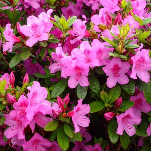 krzewuszka-cudowna-tango-weigela-florida-tango-sadzonka-zielona-para