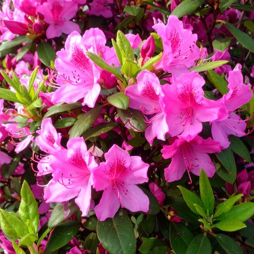 krzewuszka-cudowna-tango-weigela-florida-tango-sadzonka-zielona-para