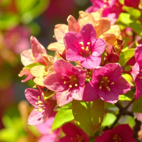 krzewuszka-cudowna-weigela-florida-golden-jeans-zielonapara-sadzonka-duza-zdrowa-zlocisto-zielone-liscie-rozowe-kwiaty