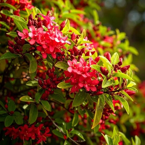 krzewuszka-cudowna-weigela-florida-golden-jeans-zielonapara-sadzonka-duza-zdrowa-zlocisto-zielone-liscie-rozowe-kwiaty