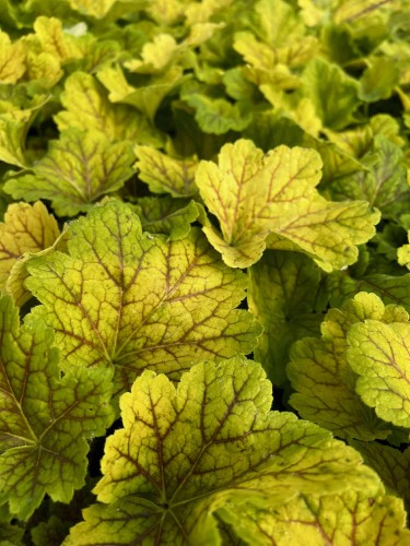 zurawka-heuchera-electra-zielonapara-sadzonka-duza-zdrowa-zolto-czerwone-liscie