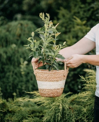 borowka-amerykanska-vaccinium-corymbosum-rubel-zielonapara-sadzonka-duza-zdrowa-srednie-ciemnoniebieskie-owoce