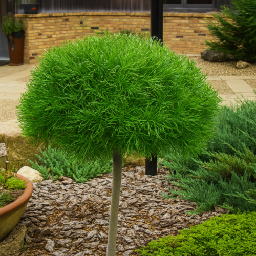 Sosna Wejmutka Green Twist szczepiona na pniu