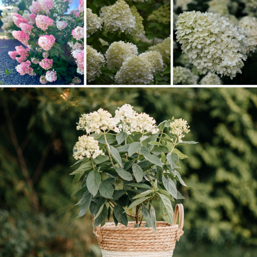 hortensja-zestaw-3-kolorow-hydrangea-mix-zielona-para