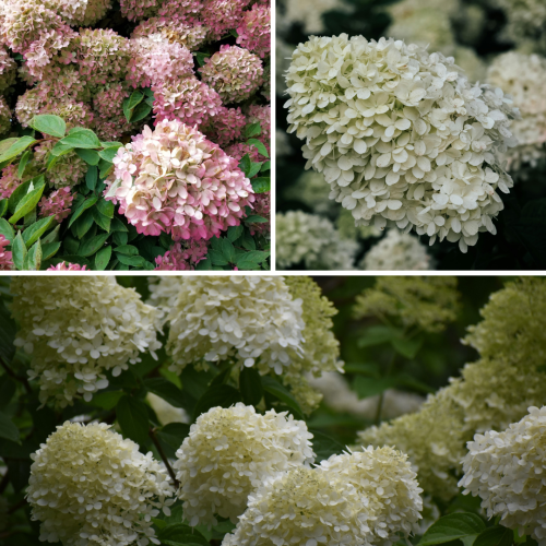hortensja-zestaw-3-kolorow-hydrangea-mix-zielona-para