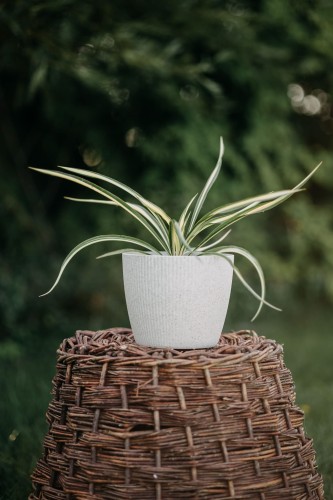 jukka-karolinska-yucca-zielonapara-sadzonka-0186.jpg