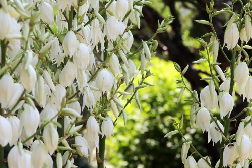 jukka-karolinska-yucca-zielonapara-sadzonka-0186.jpg