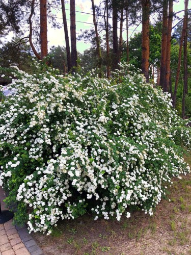 tawula-alba-plenea-spirea-sadzonka-zielonapara-zielona-para