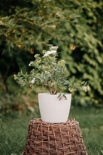 tawula-alba-plenea-spirea-sadzonka-zielonapara-zielona-para
