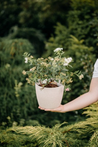 tawula-alba-plenea-spirea-sadzonka-zielonapara-zielona-para